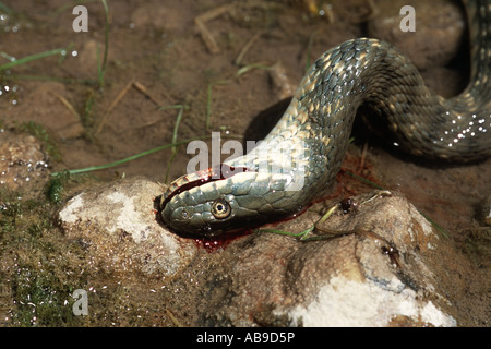 Biscia tassellata (Natrix tessellata), difendendo la biscia tassellata, acinesia, Iran Teheran, Laartal, Elbruz Foto Stock