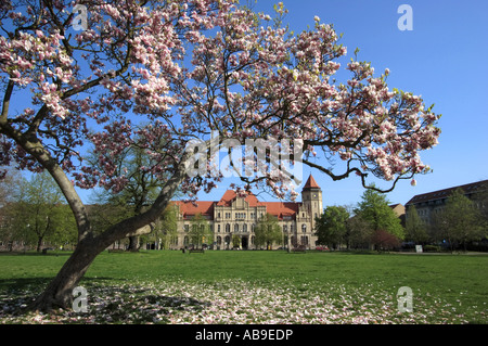 Piattino magnolia (Magnolia x soulangiana, Magnolia soulangiana, Magnolia x soulangeana, Magnolia soulangeana), fioritura, parco wi Foto Stock