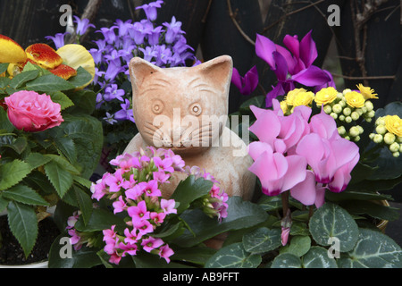 Stella brillante, flaming katy, Madagascar vedova del brivido (Kalanchoe Blossfeldiana), terracotta cat tra i fiori Foto Stock