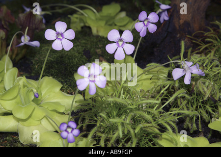 (Butterwort Pinguicula spec.), con sundew, Drosera capensis Foto Stock