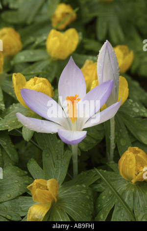 Crocus (Crocus tommasinianus), con l'inverno aconitum, Eranthis hyemalis Foto Stock