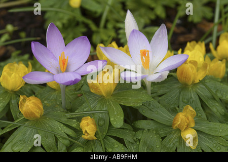 Crocus (Crocus tommasinianus), con l'inverno aconitum, Eranthis hyemalis Foto Stock