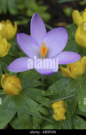 Crocus (Crocus tommasinianus), con l'inverno aconitum, Eranthis hyemalis Foto Stock