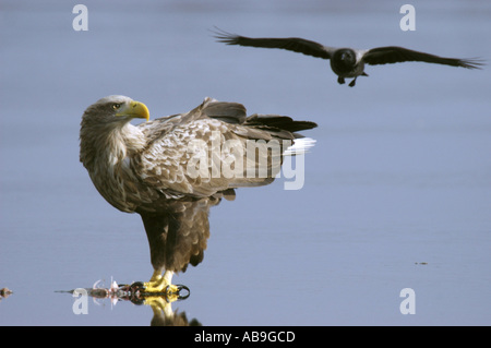White-tailed sea eagle (Haliaeetus albicilla), in piedi sul lago ghiacciato, con battenti cornacchia mantellata, la Germania, la Riserva della Biosfera Sch Foto Stock