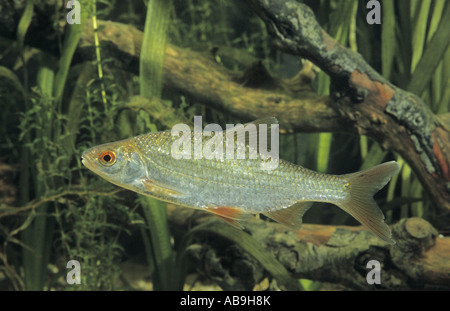 Roach, balcanica roach (Rutilus rutilus, Leuciscus rutilus), nuoto Foto Stock