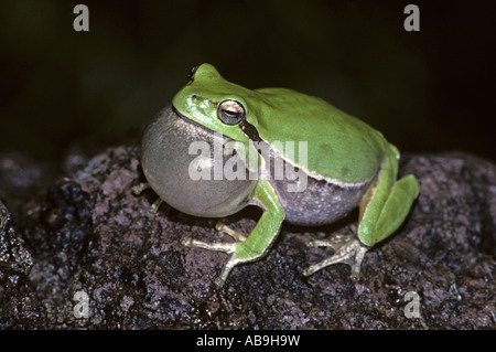 Treefrog europea, treefrog comune, Central European treefrog (Hyla arborea), con Vocal sacs Foto Stock