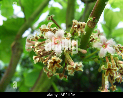 Corteccia peruviana, chinina, chinina corteccia giallo, chinina, giallo chinina Corteccia di China officinalis infiorescenza, pianta medicinale Foto Stock