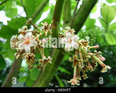 Corteccia peruviana, chinina, chinina corteccia giallo, chinina, giallo chinina Corteccia di China officinalis infiorescenza, pianta medicinale Foto Stock