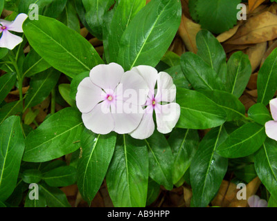 Rose pervinca, Madagascar pervinca (Catharanthus roseus, Vinca rosea), fioritura, pianta medicinale contro la leucemia Foto Stock