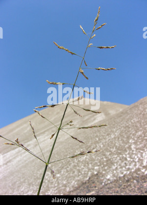 Riflessi saltmarsh-erba (Puccinellia distans), halophyt, fioritura ai piedi di un mucchio di sale, Germania, Hesse Foto Stock