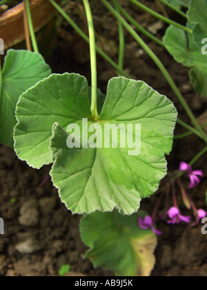 (Geranio Pelargonium sidoides, Pelargonium reniforme), la pianta da cui è costituito il medicamento Umckaloabo, leaf Foto Stock