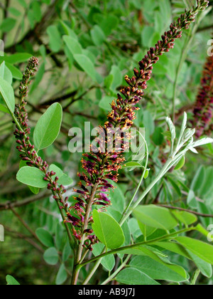 Falso indaco-boccola, deserto falso indigo (amorfa fruticosa), infiorescenza Foto Stock