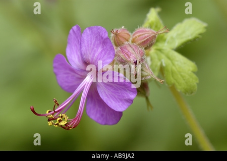Rock cranesbill (Geranium macrorrhizum), fiore, in Germania, in Renania settentrionale-Vestfalia Foto Stock