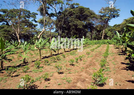 Caffè cespugli ed alberi di banane inter ritagliata su una piccola azienda titolare in Tanzania Foto Stock