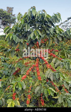 Caffè del cuscinetto di albero maturo di bacche di caffè, Mweka Kilimanjaro Regione, Tanzania Foto Stock