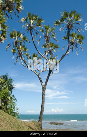 Doum palm Hyphaene thebaica - palm con stelo ramificato Foto Stock