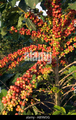 Albero di caffè con maturi, rosso di bacche di caffè pronte per essere raccolte, Coffea arabica, villaggio Mweka Kilimanjaro, Tanzania Foto Stock