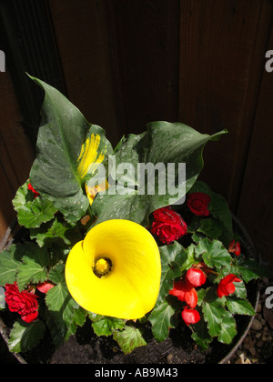 Giallo Calla Lily e Non Stop o tuberose begonie Foto Stock