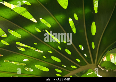 Monstera deliciosa foglie, lobate e forati, close-up Foto Stock