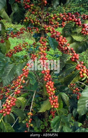 Rami con maturi, rosso di bacche di caffè pronte per essere raccolte, Coffea arabica, villaggio Mweka Kilimanjaro, Tanzania Foto Stock