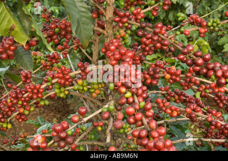 Rami con maturi, rosso di bacche di caffè pronte per essere raccolte, Coffea arabica, villaggio Mweka Kilimanjaro, Tanzania Foto Stock