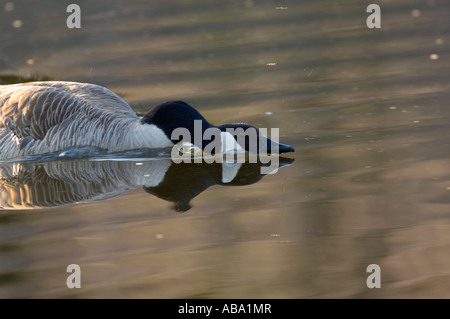 Un adulto Canada Goose nuoto con la sua testa in basso Foto Stock