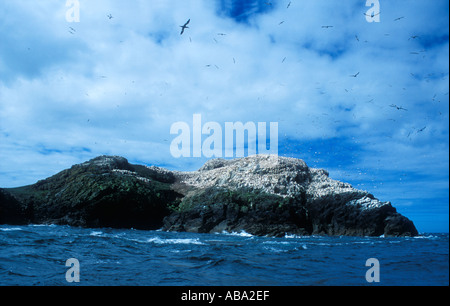 Sule volare a Colonia Grassholm off Pembrokeshire Coast Galles Regno Unito Regno Unito Gran Bretagna Foto Stock