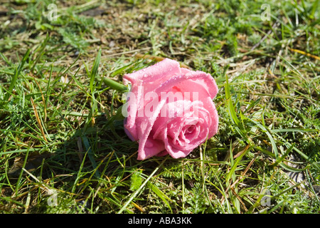 Rosa rosa con goccioline di acqua sul prato Foto Stock