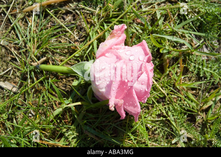 Rosa rosa con goccioline di acqua sul prato Foto Stock