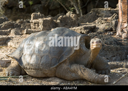 "Lonesome George' Pinta Isola Galapagos gigante tartaruga (Chelonoidis nigra abingdonii) maschio, estinto, deceduto il 24.06. 2012. Foto Stock