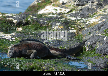 Iguana marina (Amblyrhynchus cristatus mertensi) alimentazione su alghe verdi, Puerto Egas, isola di Santiago, Galapagos, Ecuador Foto Stock