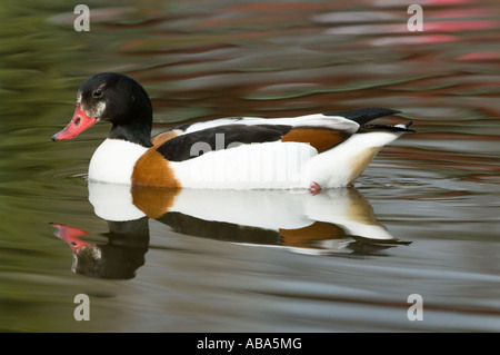 Shelduck comune (Tadorna tadorna) femmina nuoto aprile Martin Mere Wildfowl and Wetlands Trust wigan greater manchester LANCASHIRE REGNO UNITO Foto Stock