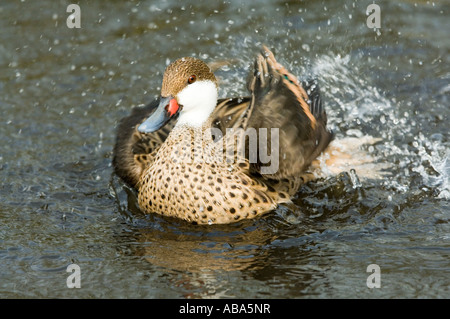 Minor White-cheeked Pintail (Anas b. bahamensis) nuoto primavera, gamma dei Caraibi e America del Sud settentrionale Foto Stock