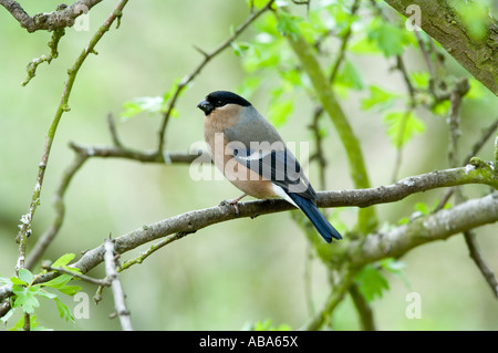 Ciuffolotto (Pyrrhula pyrrhula) femmina adulta appollaiato sul ramo, la molla nella foresta Tyne & Wear England Regno Unito Foto Stock