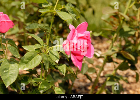 Miss tutti American Beauty rose su un gambo verde. Foto Stock