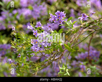 Solanum Crispum Glasnevin patata cilena vite rampicante colore malva Foto Stock