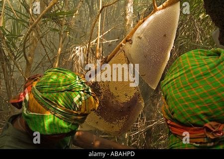 I cacciatori di miele la raccolta di miele selvatico nella foresta di Sunderbans , Bangladesh . Foto Stock