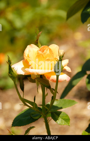 Medaglia d'oro rosa Foto Stock