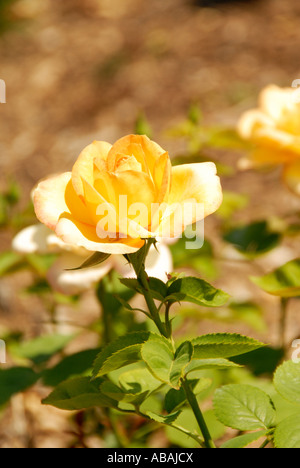 Medaglia d'oro rosa Foto Stock