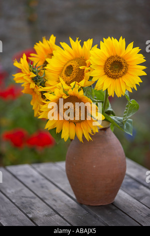Girasoli in un vaso in un giardino di Dorset England Regno Unito Foto Stock