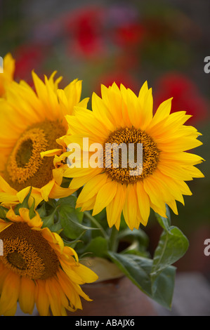 sunflowers in a vase in a Dorset garden England UK Foto Stock
