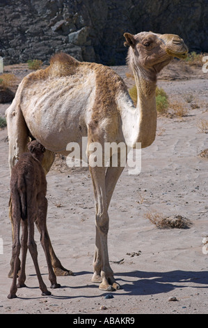 Madre allattamento baby cammello la mattina presto nel Parco Nazionale di Wadi el Gemal Mar Rosso in Egitto Foto Stock