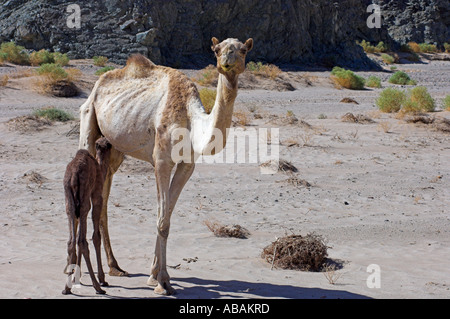 Madre allattamento baby cammello la mattina presto nel Parco Nazionale di Wadi el Gemal Mar Rosso in Egitto Foto Stock