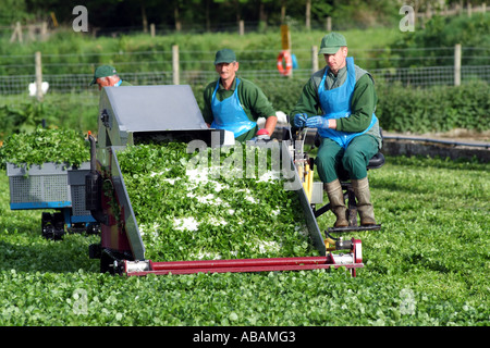 Agricoltura di crescione. Harvester lavorando su letti di cress in Hampshire Southern England Regno Unito Regno Unito Foto Stock
