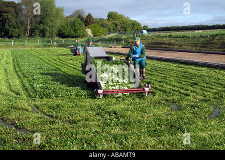Agricoltura di crescione. Harvester lavorando su letti di cress in Hampshire Southern England Regno Unito Regno Unito Foto Stock