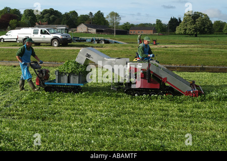 Agricoltura di crescione. Harvester lavorando su letti di cress in Hampshire Southern England Regno Unito Regno Unito Foto Stock