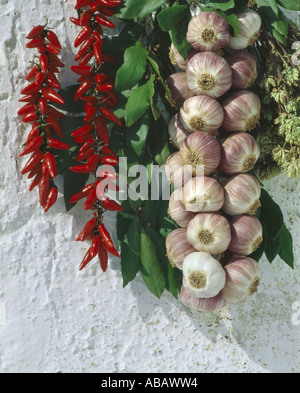 Peperoncini rossi, foglie di alloro, aglio e origano di essiccazione al sole, appeso ad una rustica parete dipinta di bianco. Foto Stock