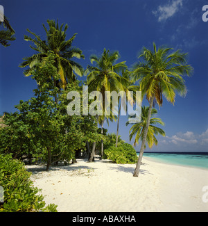 Palme sulla isola di Nakatchafushi, Maldive, Oceano Indiano Foto Stock