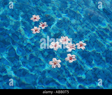 Mandorla petali di fiore galleggianti in piscina Foto Stock