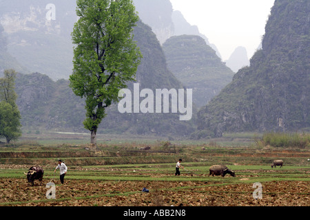 Cinese riso contadina agricoltore e il bufalo d'acqua arare il suo campo, Yangshuo, Cina Foto Stock